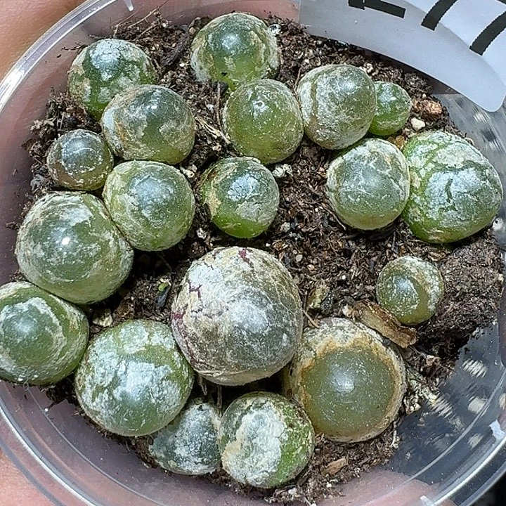 277 多肉植物多肉植物