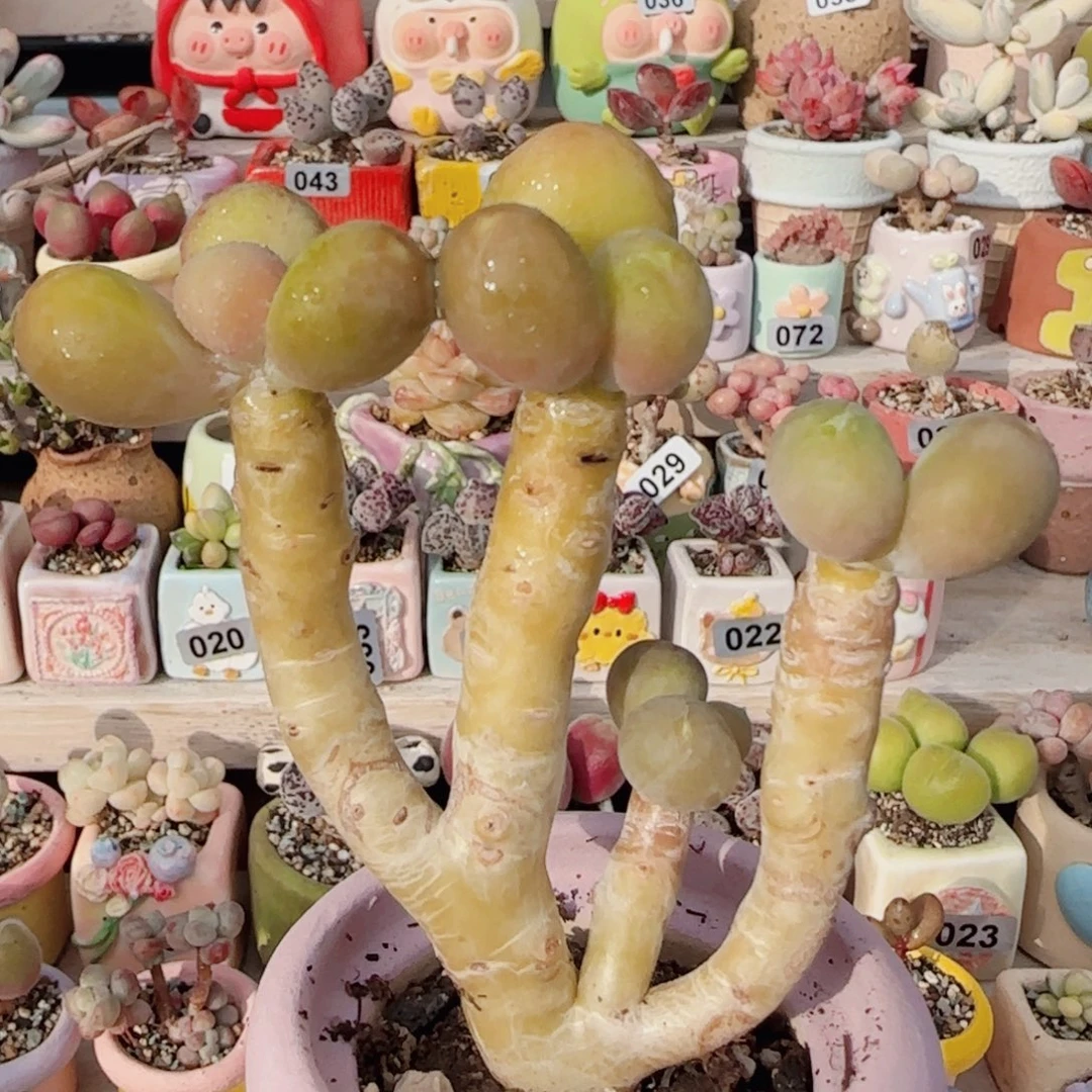 粗桩金蟾 盆口4cm