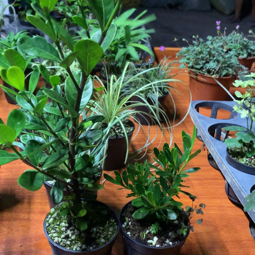 红***妹当前无花栽培后可以开花