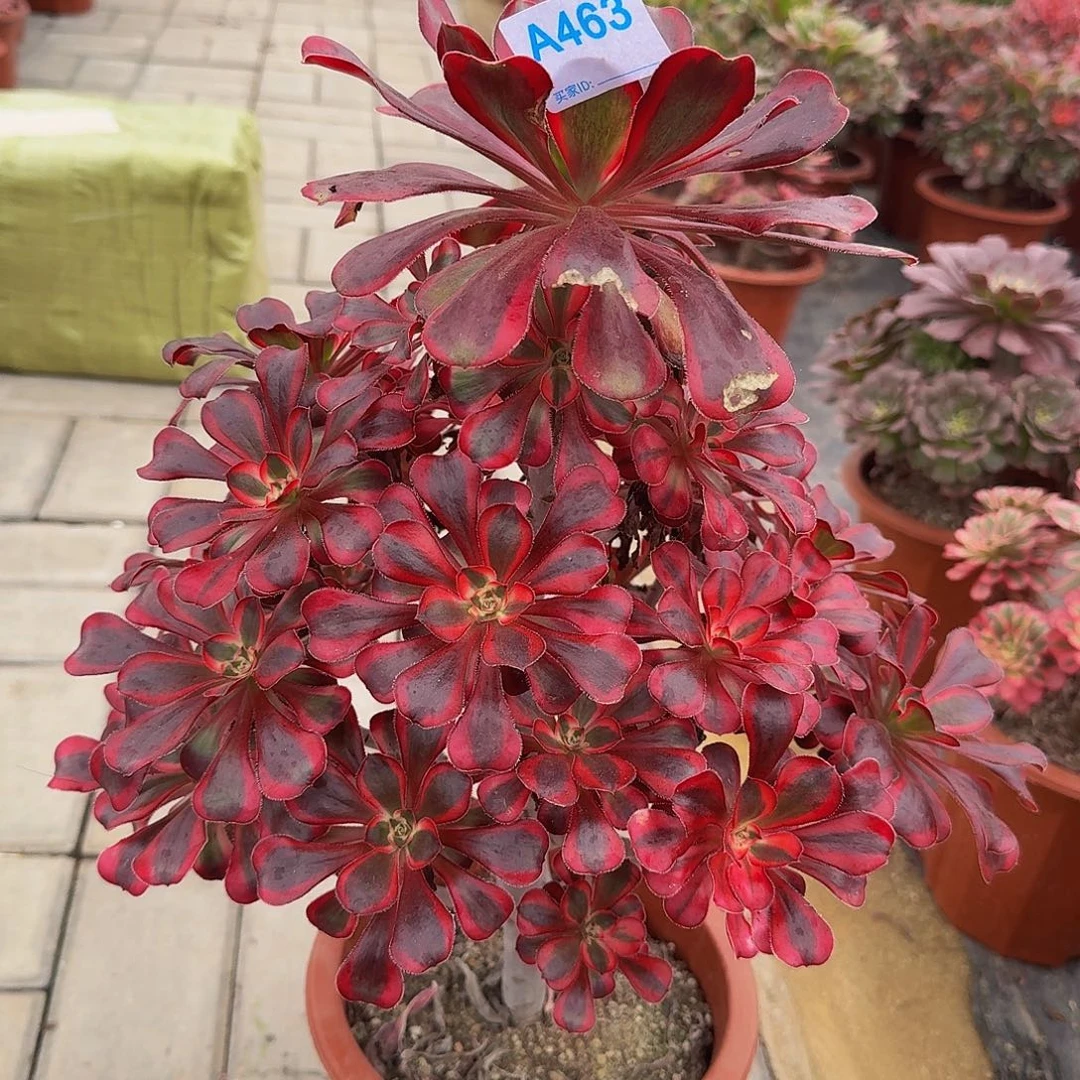 463香奈尔阴阳丽娜3333guanfu30