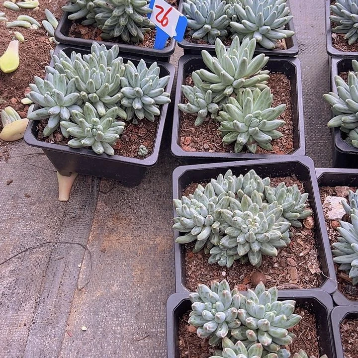 29乌拉一个多肉脱图