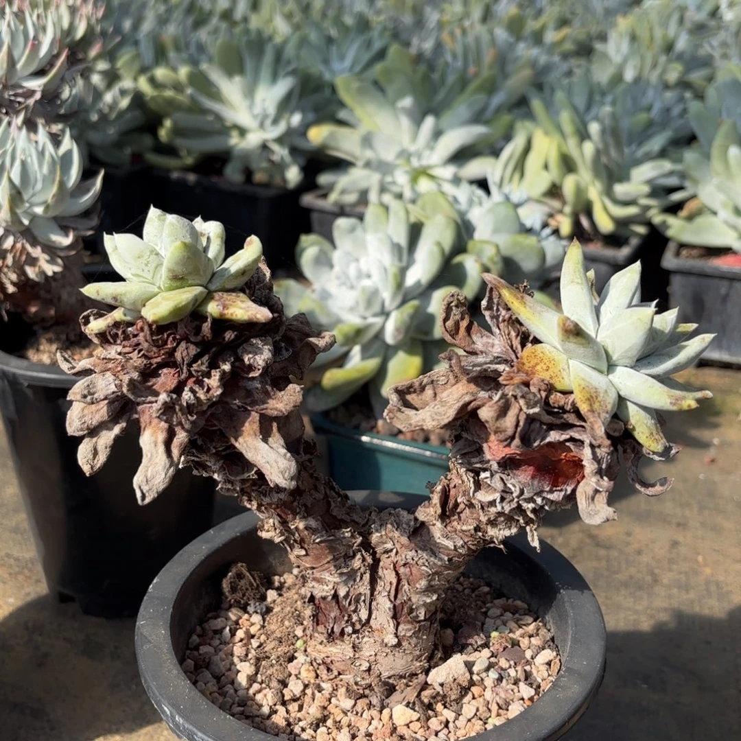 拇指瑕疵出，仙女杯多肉