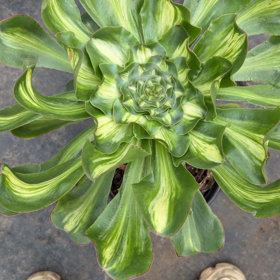 健**乐31燕子中班多肉植物