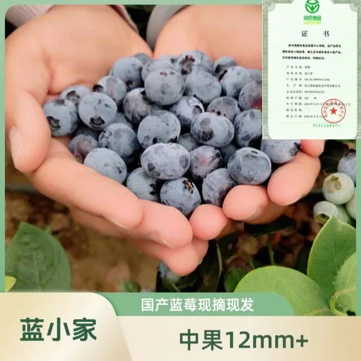 蓝小家【12mm+】中果露天头茬蓝莓新鲜采摘净重90克/盒