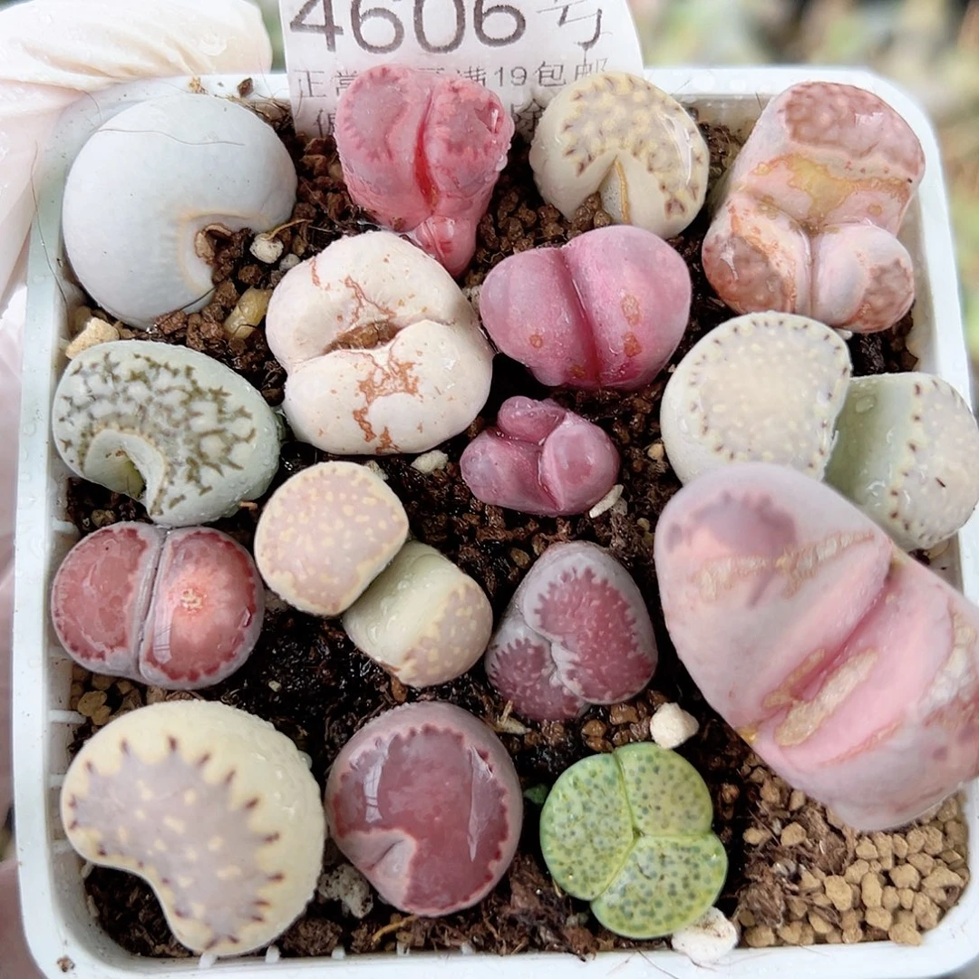 4606奔奔小怪兽共15个1-2cm