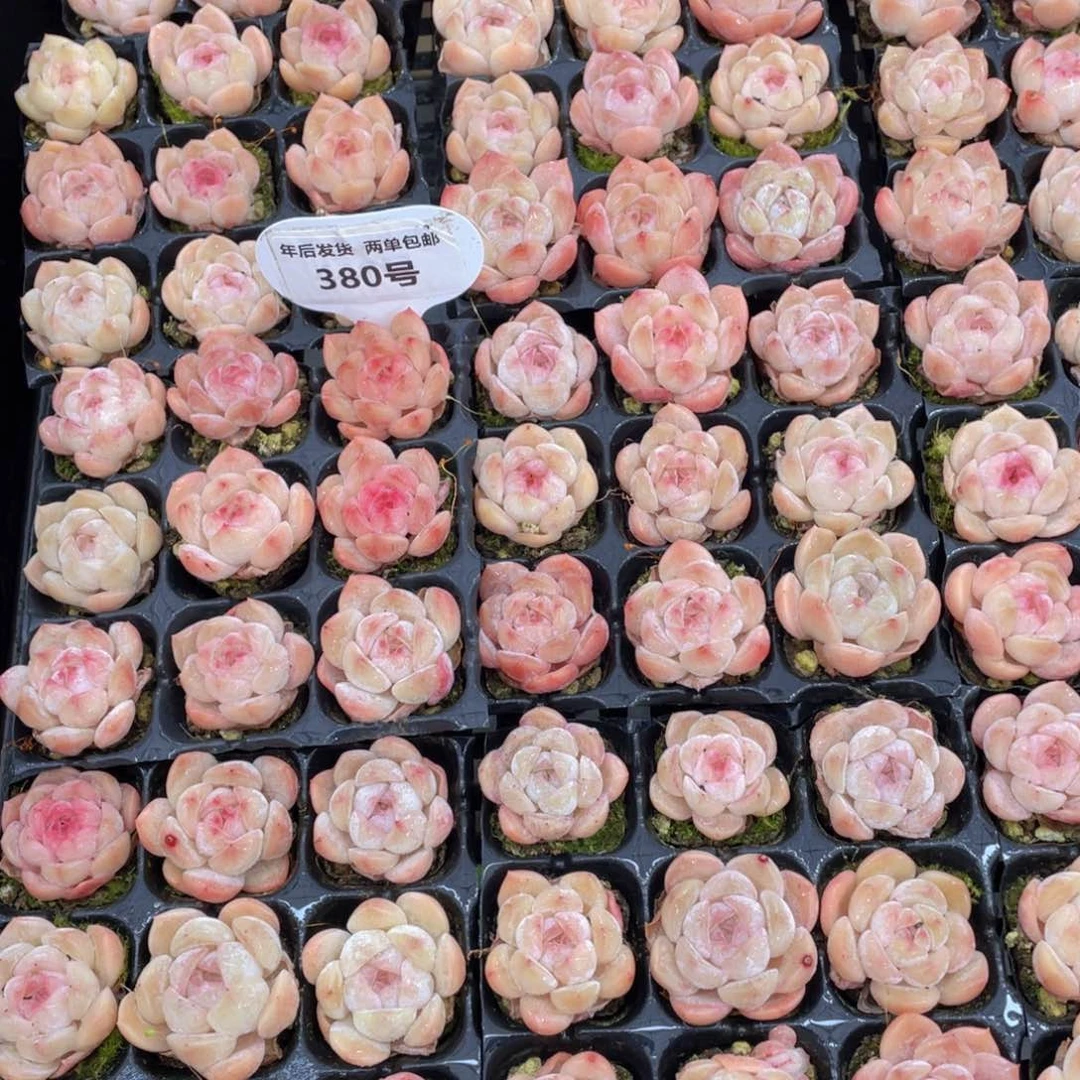 380号 奶油果冻白桃汽水单头九个