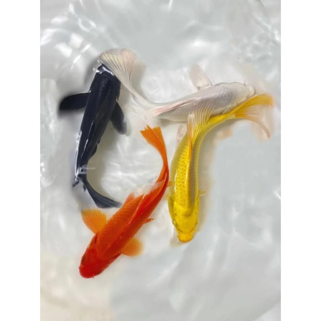 黄金锦鲤活鱼黑金白金龙凤黑白招财鱼养不死鹦鹉鱼小鱼冷水观赏鱼