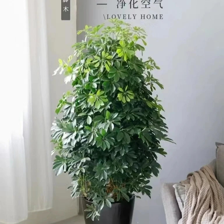 招财佛手(送乔迁送开头家养)