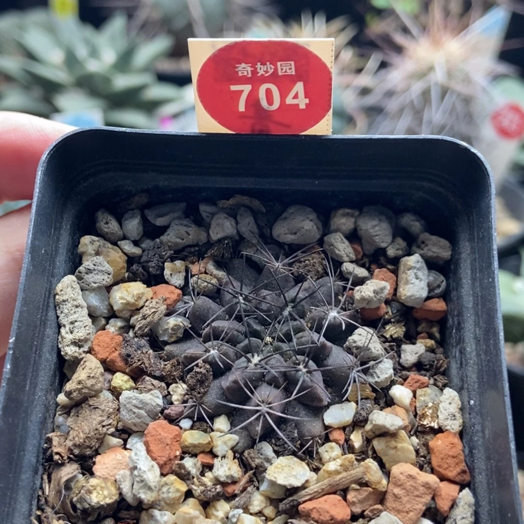 实生素妆玉3.5cm一棵仙人球