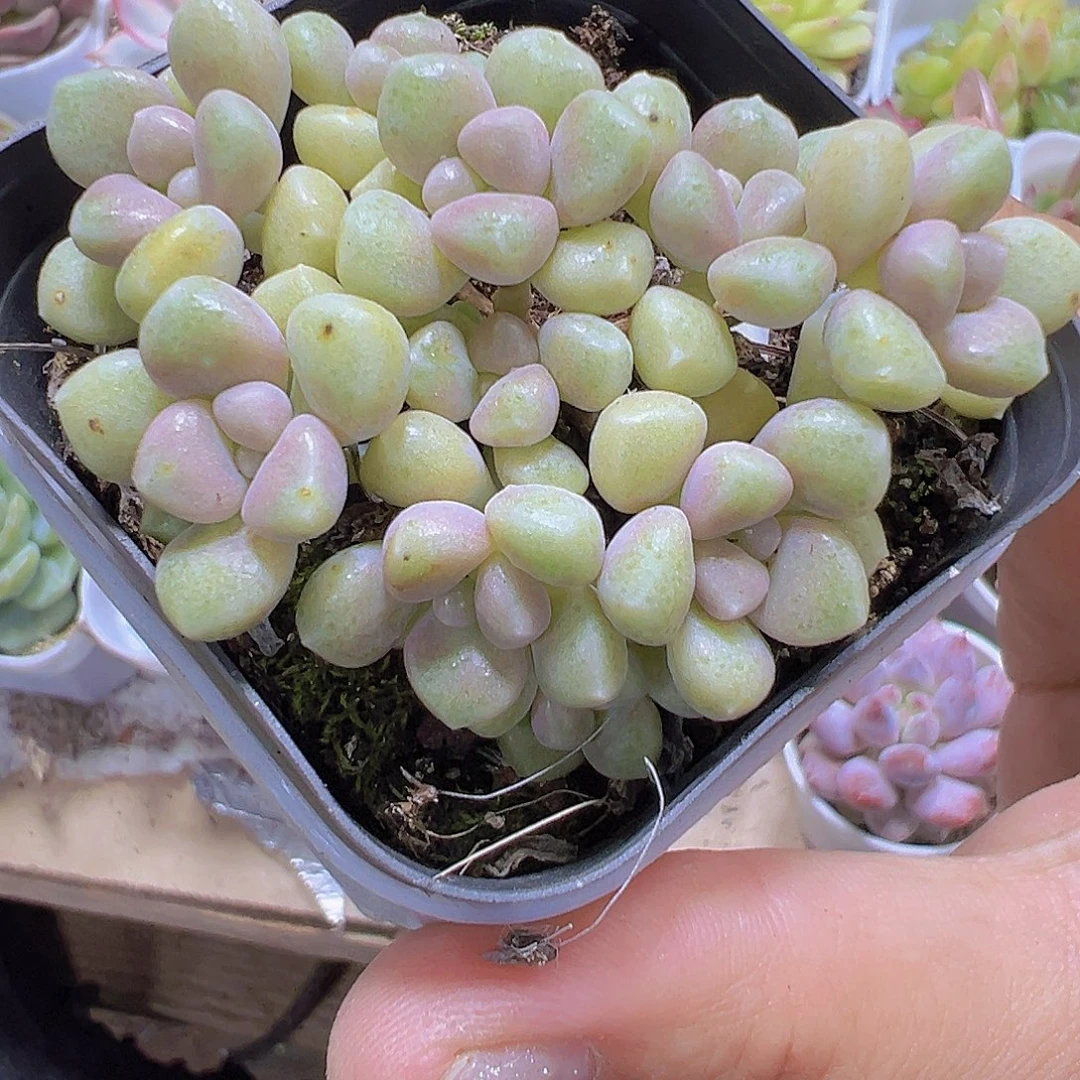秋丽19包邮多肉植物