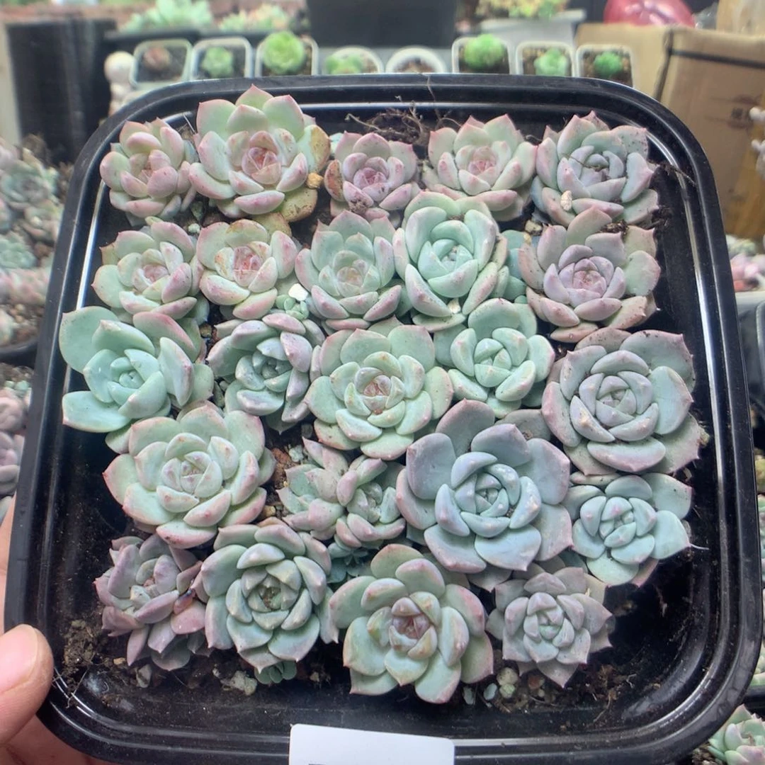无花朵T47英语英语英语