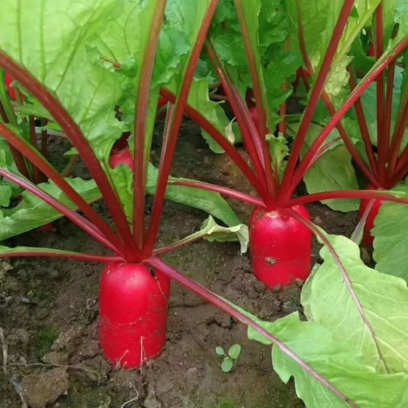 【天津猴瘦瘦农场】现拔新鲜水萝卜三斤