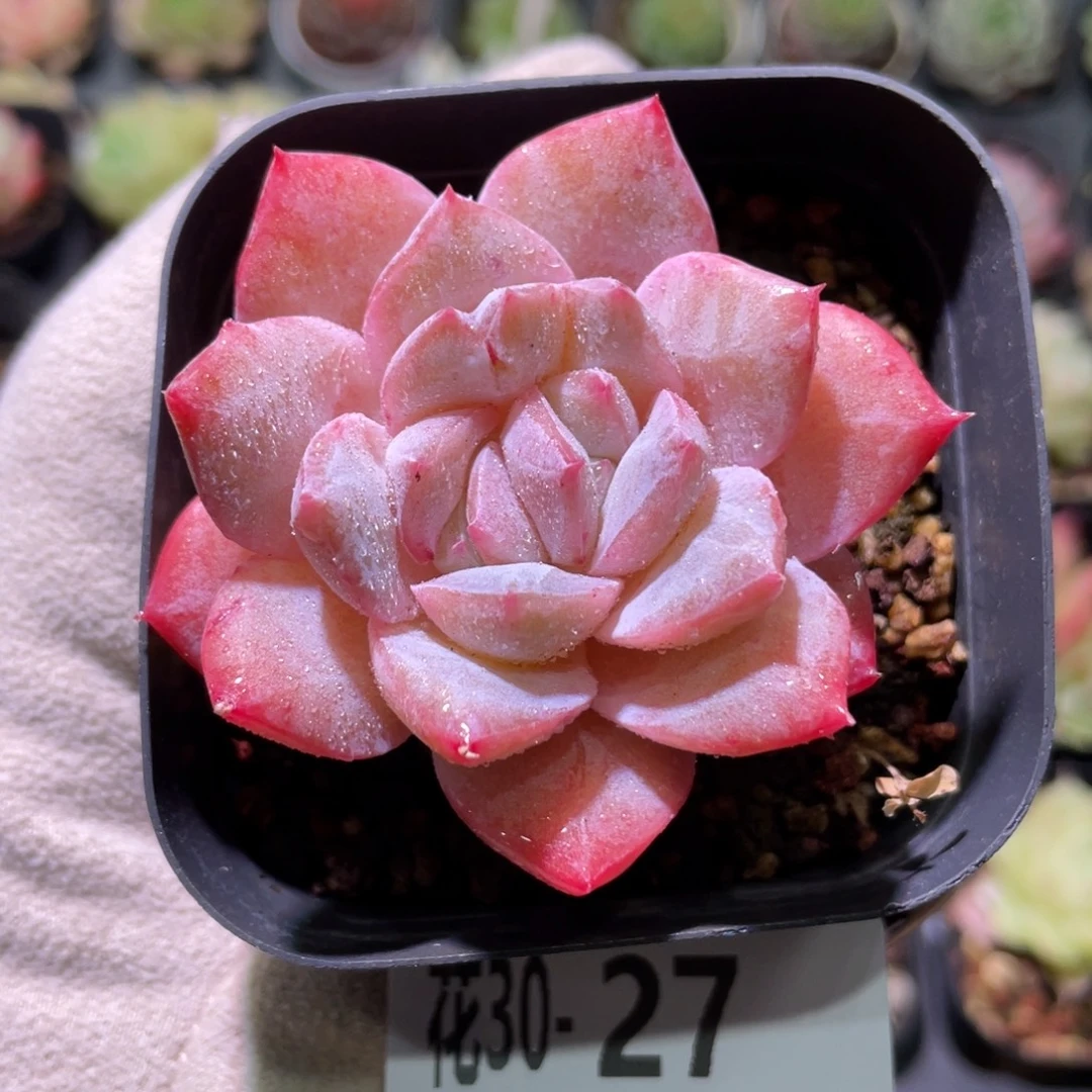 花利美30-27粉钻单头