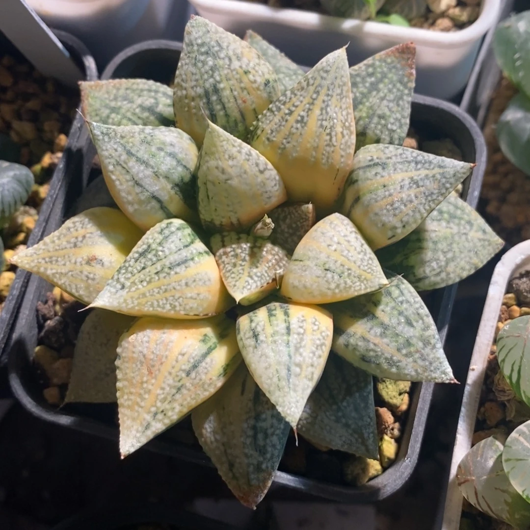 一颗实生白银锦。