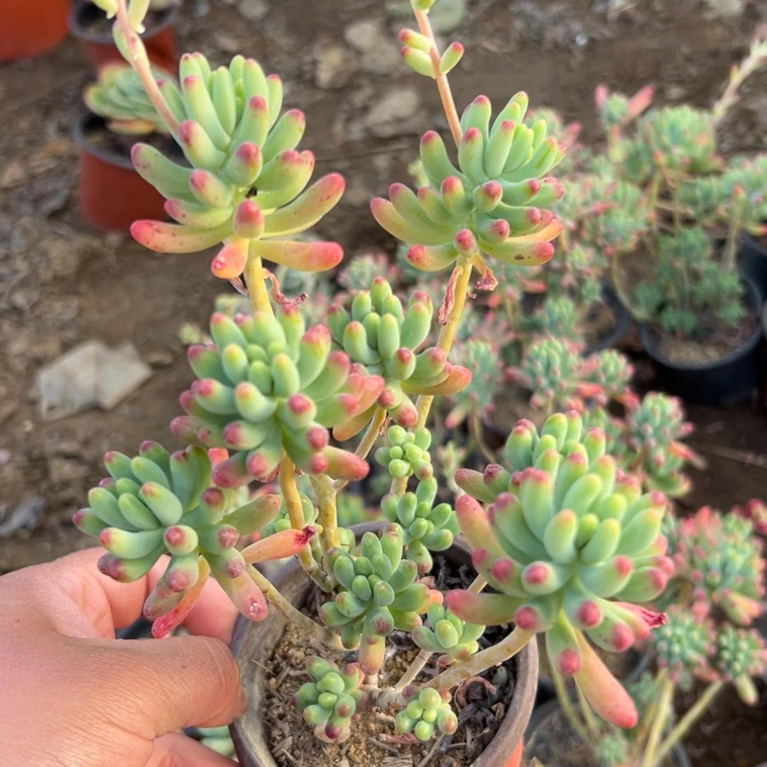 多肉植物果冻乙女心