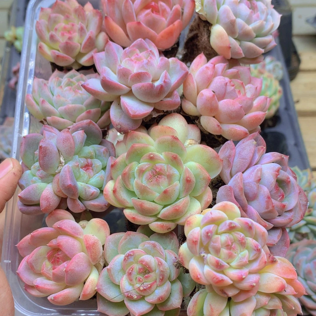 我要去看你了啊我037