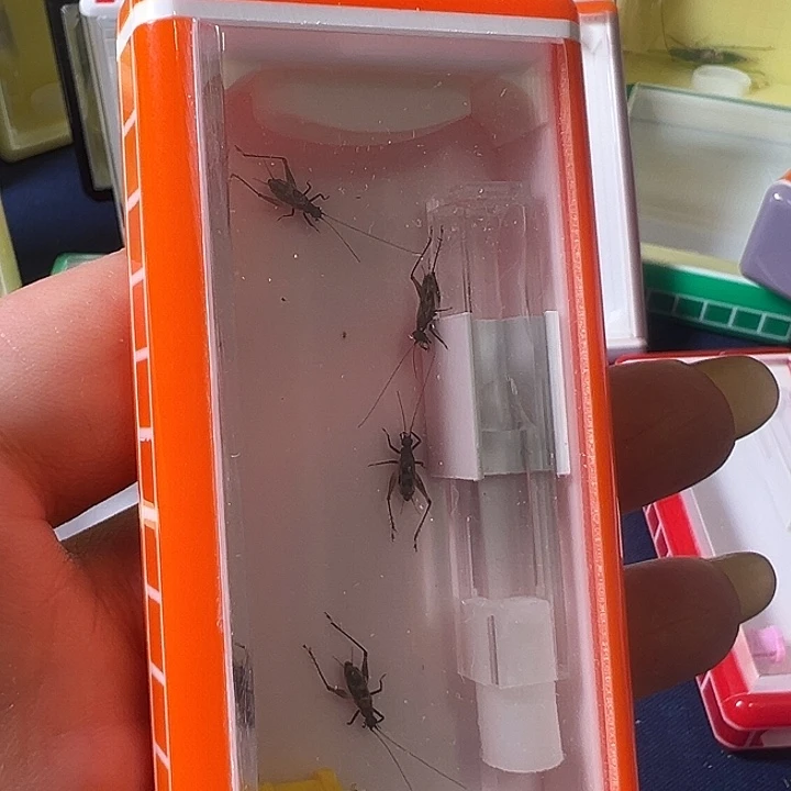 蟋蟀蚂蚁蛉加盒哈哈哈哈哈哈哈哈