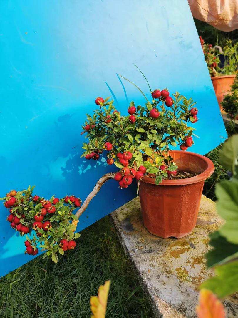 一号小叶山里红松树盆景南阳产伏牛红品种岳老师直播链接