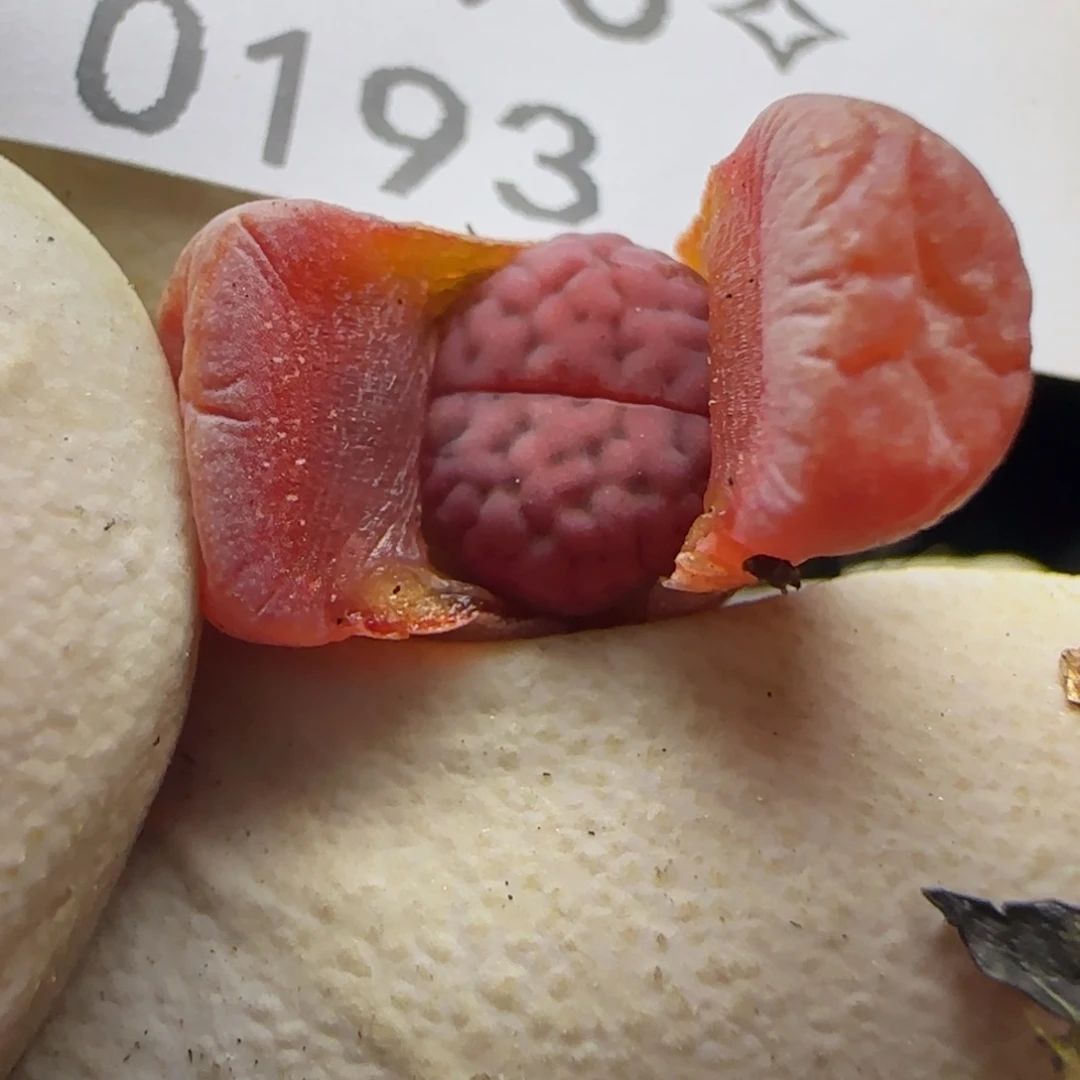 0193。阿克塞尔。。。不大。不大。