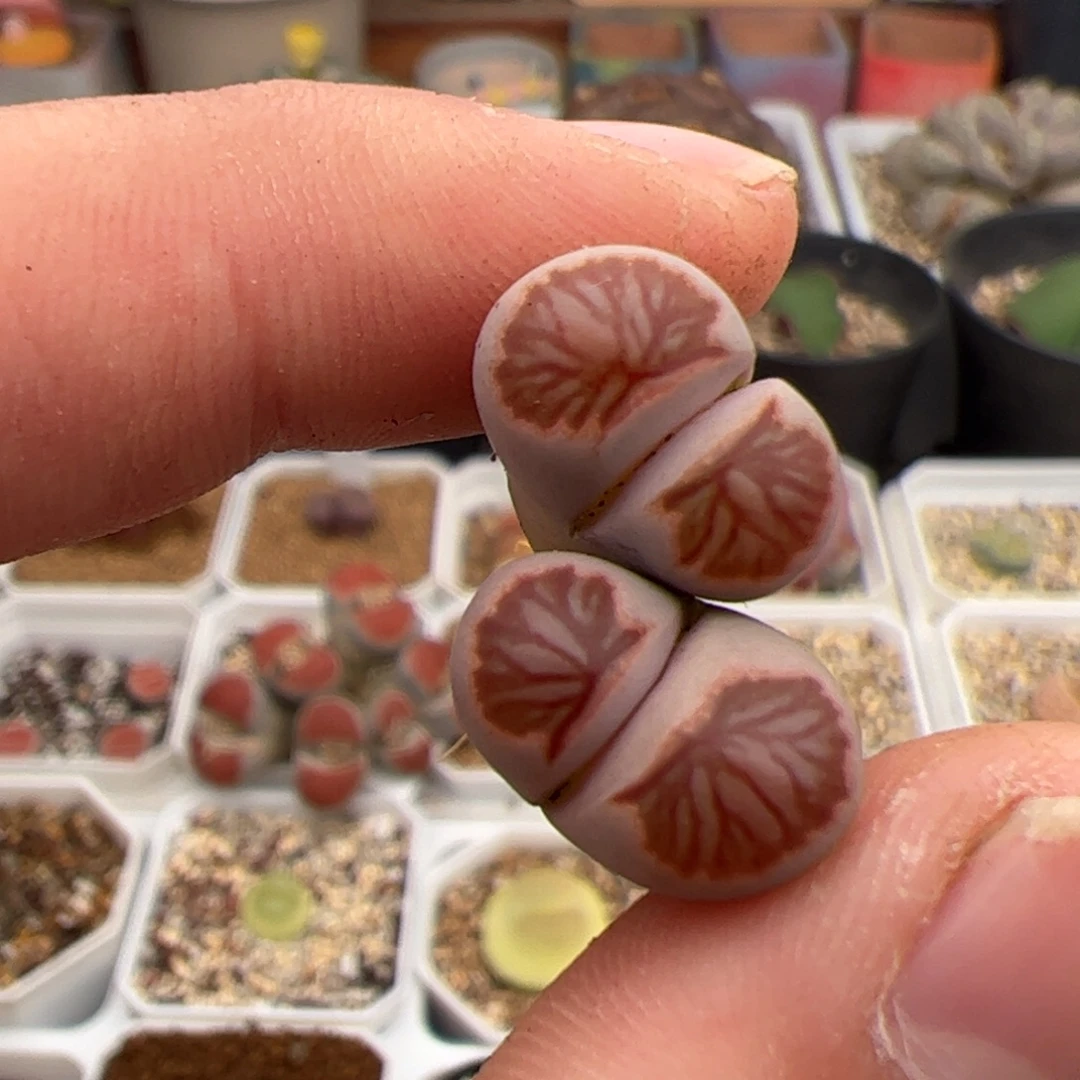 033号菊 多肉植物