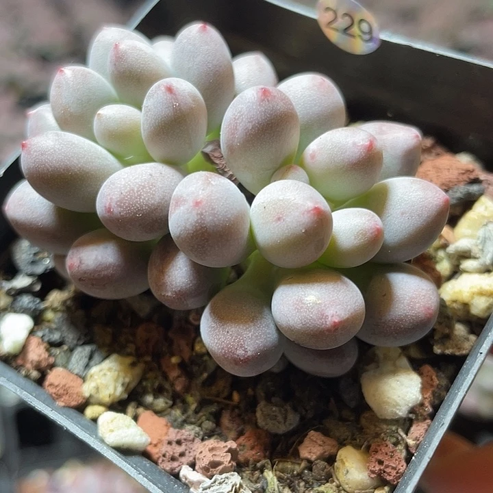 仙子奶酪多肉植物