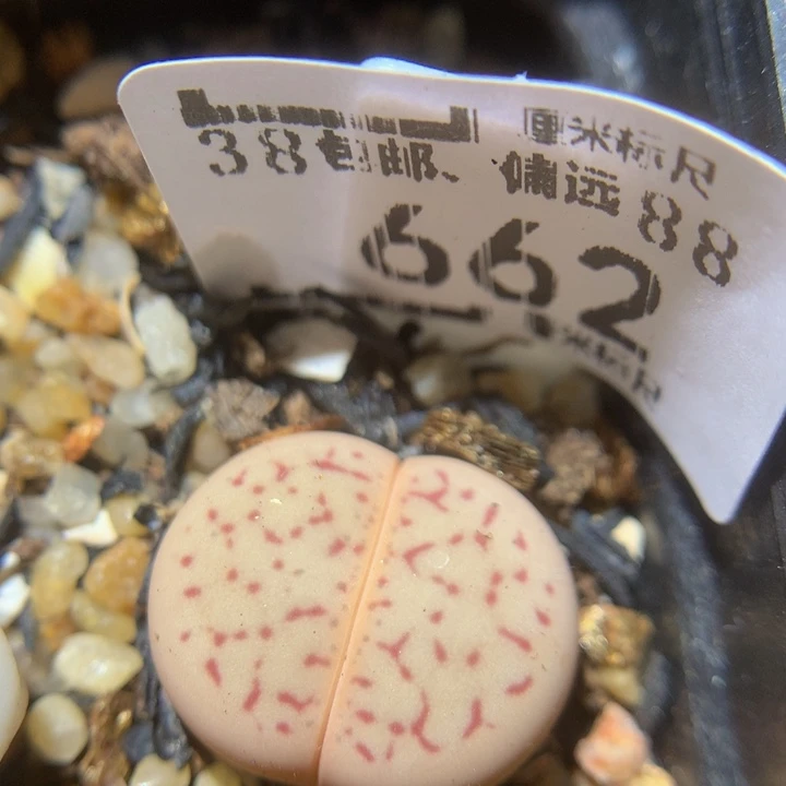 Zzz精品生石花662