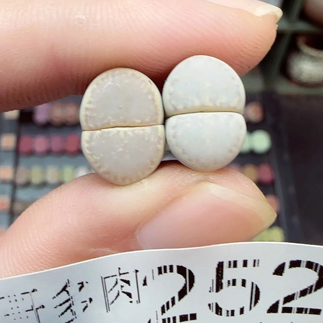满满18包邮1023-252