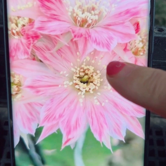 下36丽花平面模特歪无根侧芽3公分左右20包邮