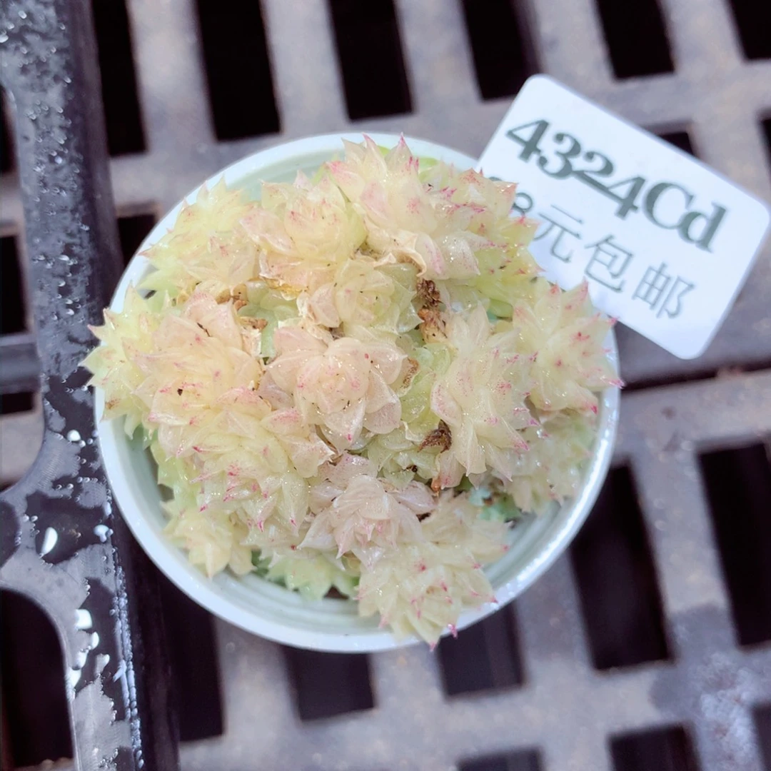 5厘米盆精控多肉4324