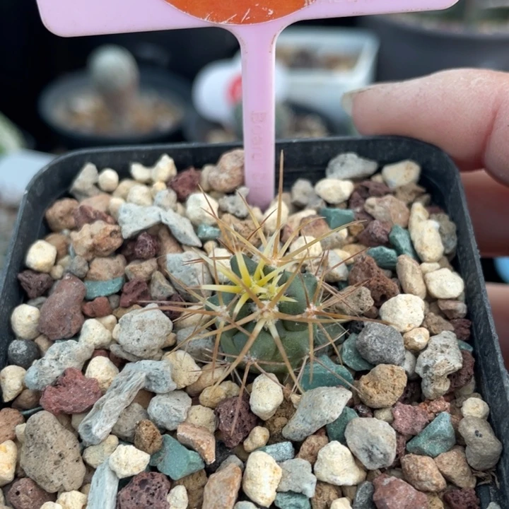 实生金冠龙2778000000