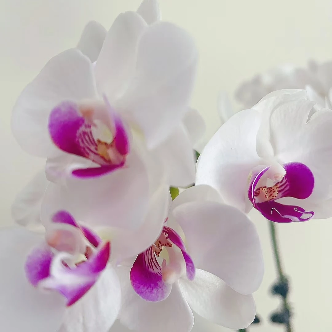 【雪域】蝴蝶兰苗子3.5杯带两个花剑大花长花期易分枝