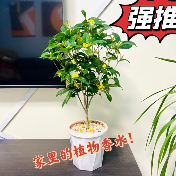 花海家四季香大桂花浓香型四季开放室内外花卉绿植直播间链接