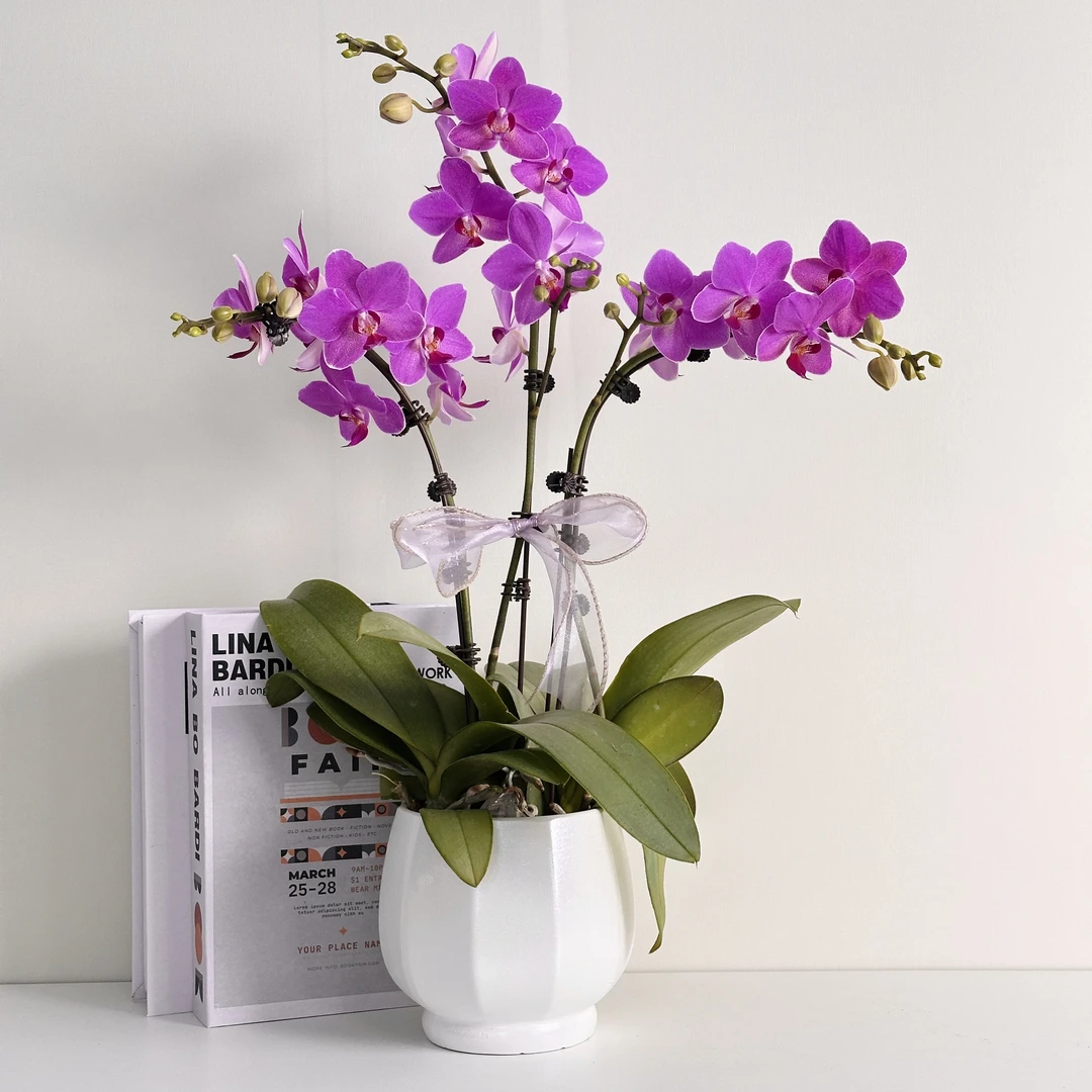 精品蝴蝶兰【粉色精灵】寓意着对生活一种美好期许盆栽室内观赏1