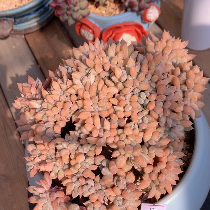 一物一拍脱土洛根发货124