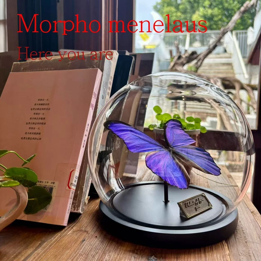 【草木精灵】大蓝闪蝶欢乐女神蝶标本玻璃罩ins风高级小众摆件送礼