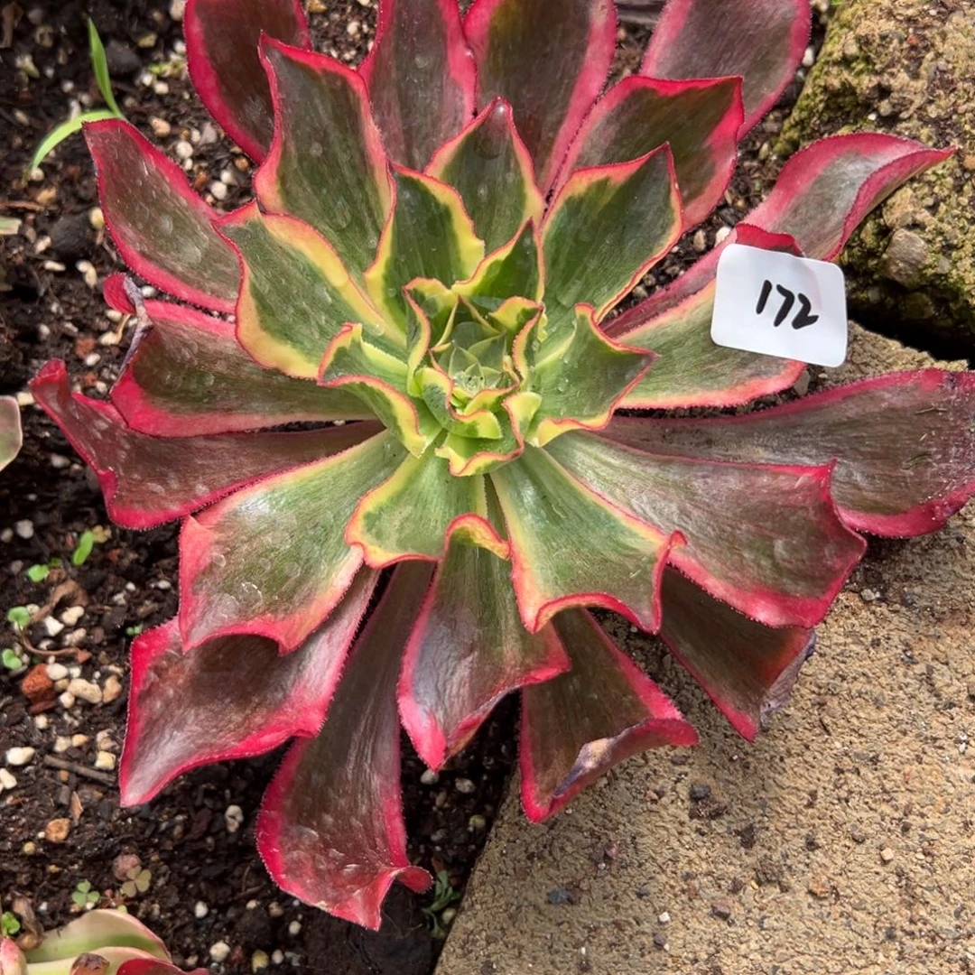 172魅影多肉多肉多肉多肉