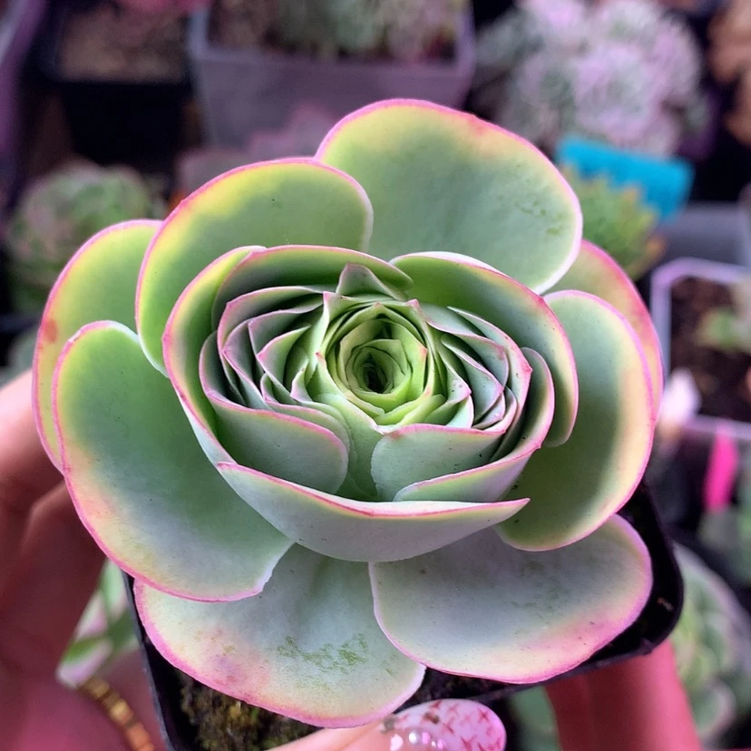 【闪购商品】凤舞754