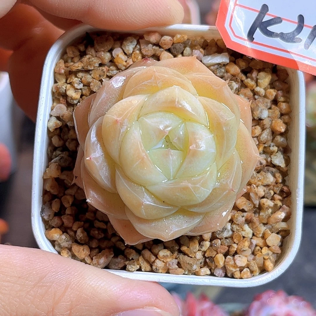 K212  夏末珍妮 满18包邮