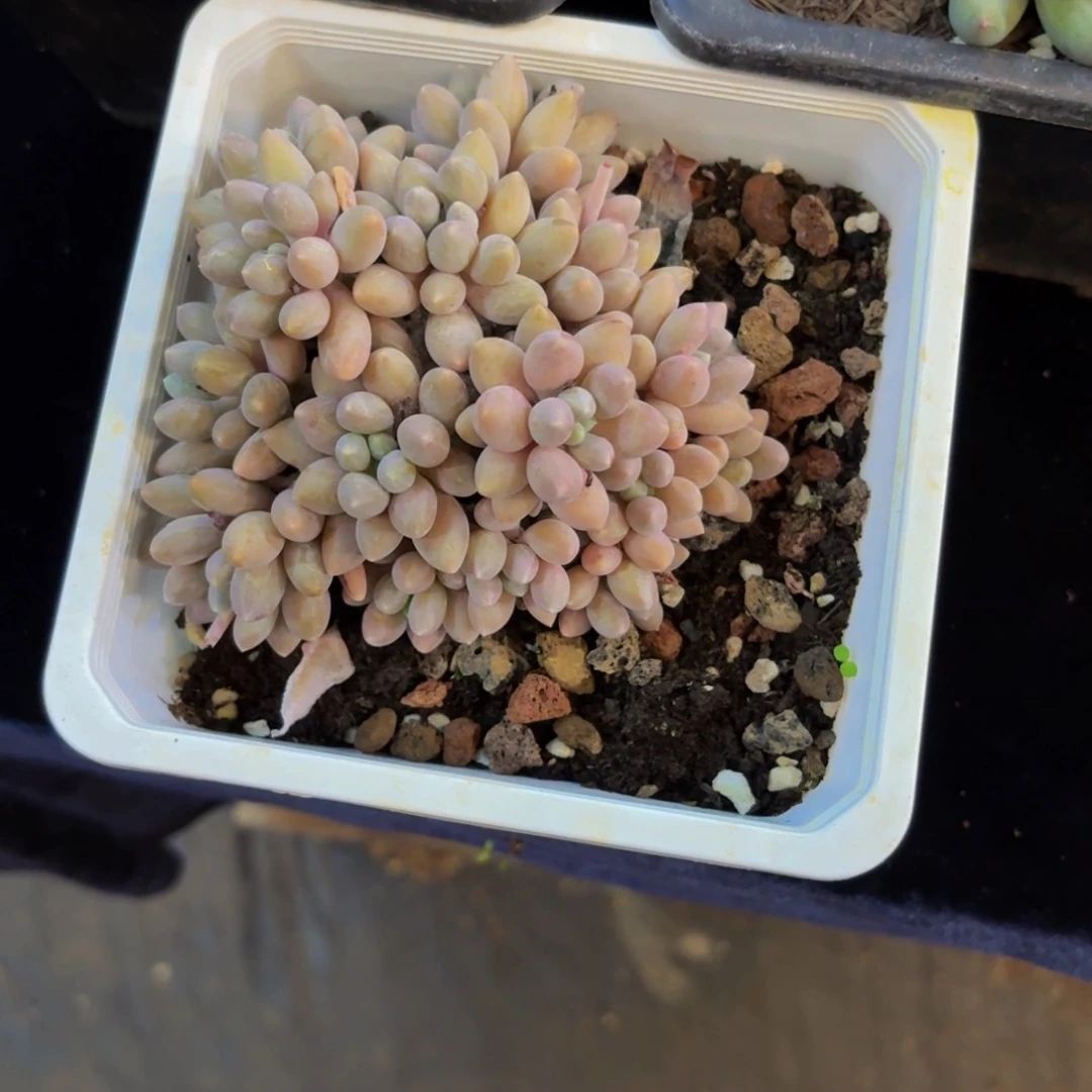 星黛露多肉美美哒的