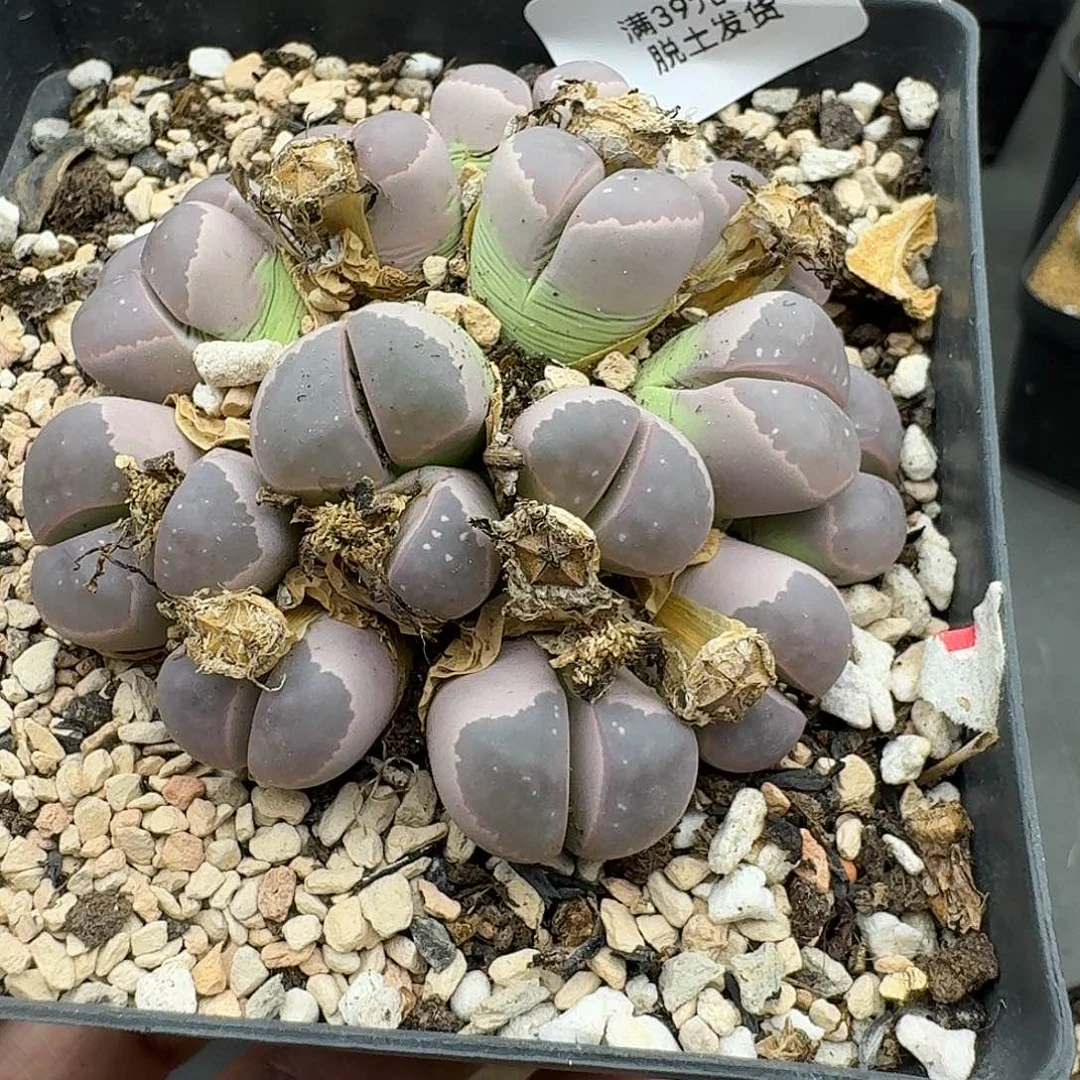 含**絮506哈哈哈哈哈哈哈