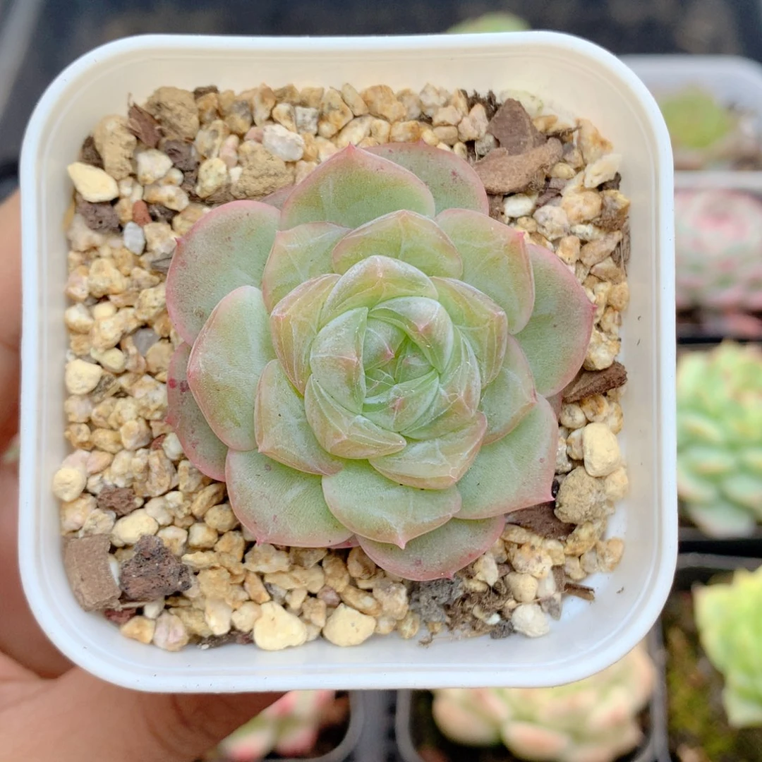 58包邮 群生不包整16