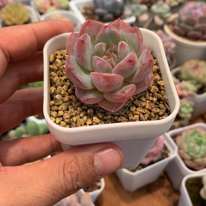 粉魄多肉一物一拍