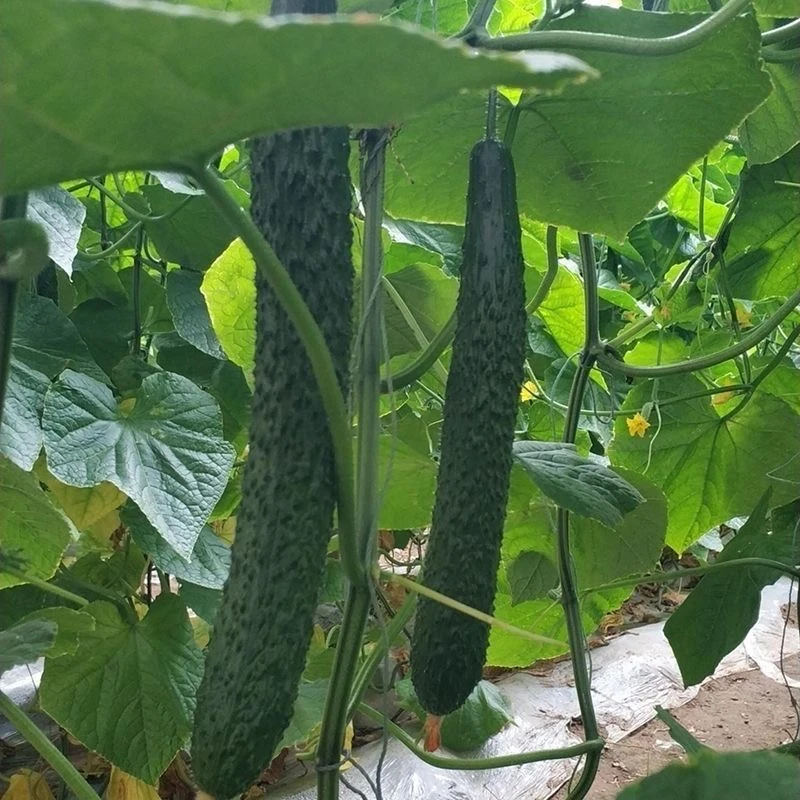 老味道标榜水果黄瓜2/4斤皮薄绿心脆甜黄瓜 新鲜现摘 顺丰包邮