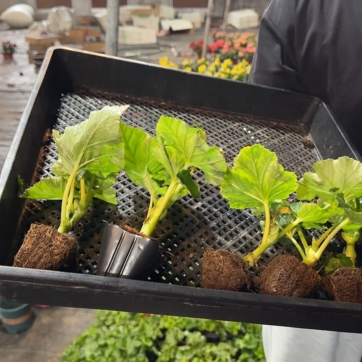 全部花苞福利五色小苗