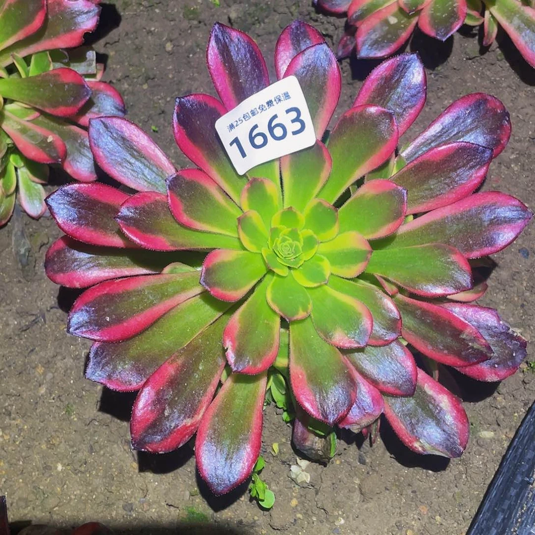 1663水果糖多肉植物