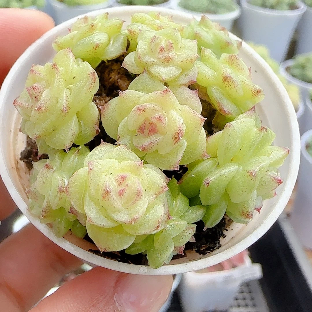 【闪购商品】0915-65糖心麦杆