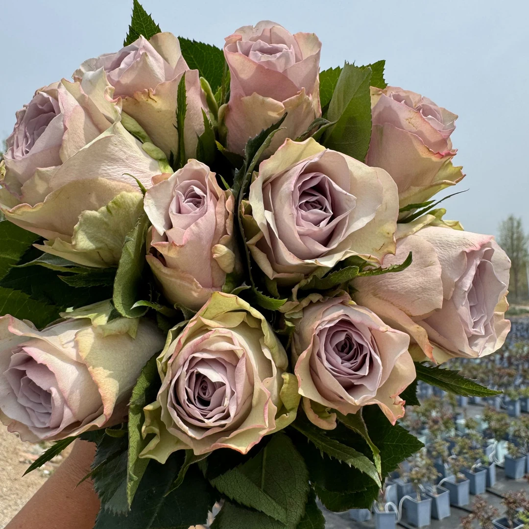 老磨盘【帕拉迪奥】月季