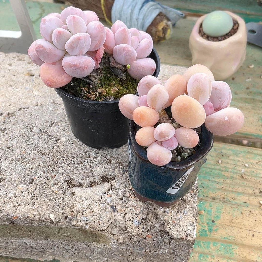多肉植物的生长发育