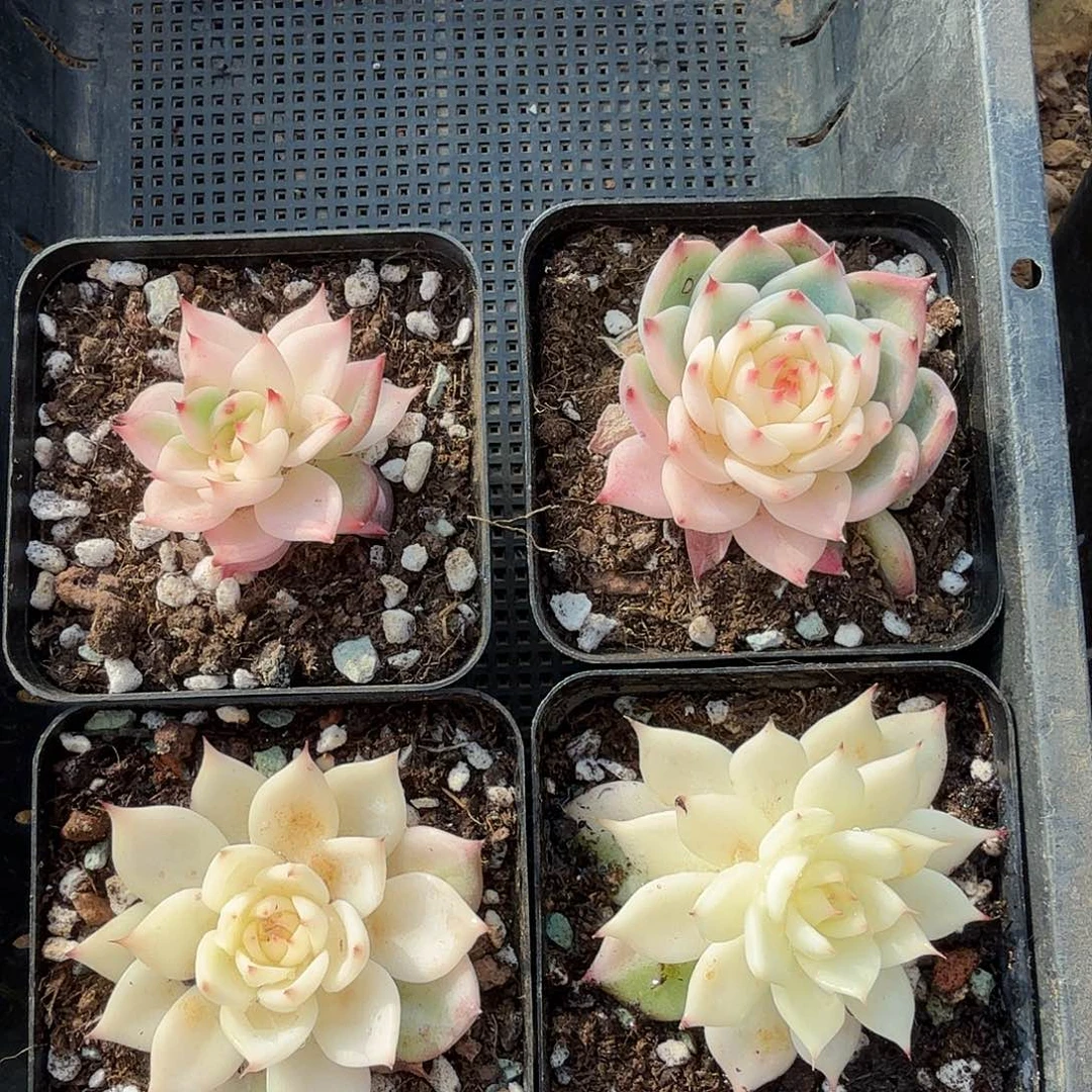 华****金吉娃娃锦,全锦,多肉植物