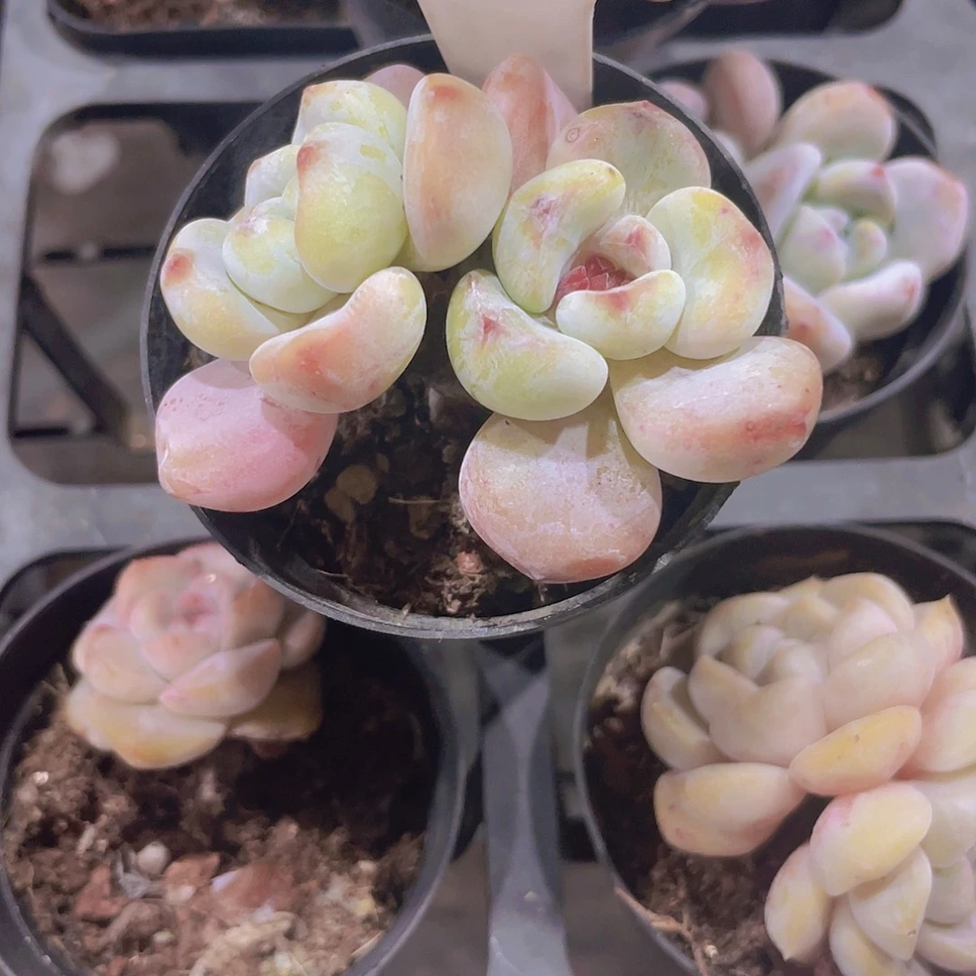 平***?香水e070一物一拍
